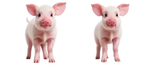 pig,domestic pig,teacup pigs,piglets,pig's trotters,babi panggang,lardon,suckling pig,swine,pork,mini pig,pigs,pig's feet,ham,piglet,aardvark,anthropomorphized animals,kawaii pig,bay of pigs,anthriscus,Illustration,Realistic Fantasy,Realistic Fantasy 30