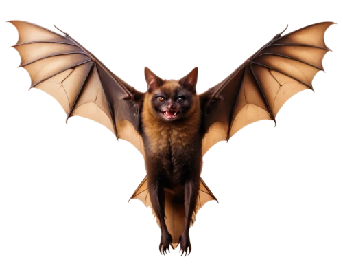 little red flying fox,fruit bat,vampire bat,big brown bat,megabat,bat,tropical bat,flying fox,hanging bat,bat smiley,mouse eared bat,bats,little brown myotis,lantern bat,pipistrelles,common pipistrelle,flying dog,greater crimson glider,belgian shepherd malinois,belgian shepherd,Conceptual Art,Daily,Daily 32