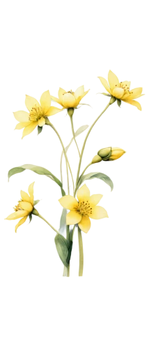 flowers png,arnica,avalanche lily,sand coreopsis,peruvian lily,perforate st john's wort,tulipa sylvestris,hieracium,large-flowered st john's wort,arnica montana,xerochrysum bracteatumm,yellow canada lily,guernsey lily,the trumpet daffodil,fritillaria imperialis,daffodils,chloraea,yellow avalanche lily,erythronium dens-canis,cape honeysuckle,Illustration,Realistic Fantasy,Realistic Fantasy 14