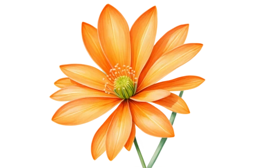 gazania,orange dahlia,flowers png,orange flower,orange lily,flower illustrative,flower illustration,star dahlia,south african daisy,tiger lily,guernsey lily,flower drawing,african daisy,orange marigold,flower of dahlia,flower painting,flame flower,calenduleae,two-tone flower,orange floral paper,Conceptual Art,Sci-Fi,Sci-Fi 10