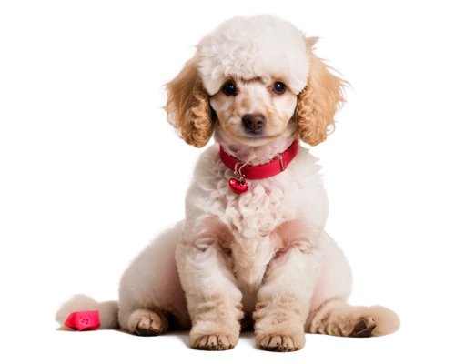 clumber spaniel,pet vitamins & supplements,poodle crossbreed,cavapoo,miniature poodle,toy poodle,russian spaniel,goldendoodle,standard poodle,english cocker spaniel,cocker spaniel,cavalier king charles spaniel,cute puppy,cavachon,golden retriever puppy,welsh springer spaniel,french spaniel,king charles spaniel,irish red and white setter,american cocker spaniel,Illustration,Children,Children 04