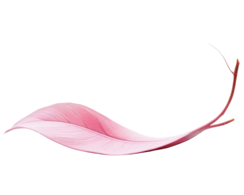 pink quill,pink lisianthus,breast cancer ribbon,magnolia leaf,pink tulip,rose tail,rose leaf,anthurium,gymea lily,elegans,pink ribbon,pink petals,stargazer lily,dribbble,cancer ribbon,feather carnation,flowers png,pink magnolia,pistil,ribbon (rhythmic gymnastics),Conceptual Art,Graffiti Art,Graffiti Art 12