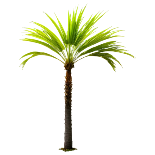 palm tree vector,palmtree,fan palm,wine palm,potted palm,palm,palm pasture,desert palm,palm tree,sabal palmetto,easter palm,cartoon palm,palm in palm,date palm,saw palmetto,toddy palm,coconut palm tree,pony tail palm,date palms,giant palm tree,Conceptual Art,Daily,Daily 08
