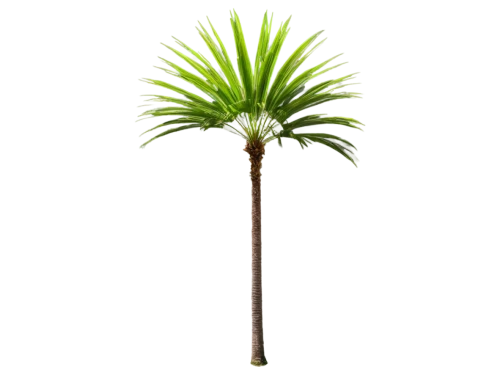 palm tree vector,fan palm,palmtree,wine palm,palm,pony tail palm,saw palmetto,easter palm,potted palm,palm tree,coconut palm tree,desert palm,palm pasture,sabal palmetto,coconut palm,toddy palm,palm in palm,cartoon palm,oleaceae,white palm,Art,Artistic Painting,Artistic Painting 05