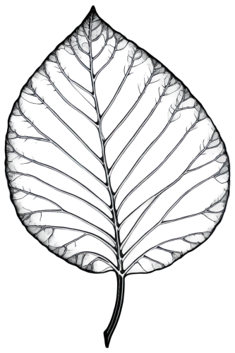 magnolia leaf,fan leaf,fig leaf,mape leaf,walnut leaf,ginkgo leaf,leaf drawing,mammoth leaf,skeleton leaf,tropical leaf,tree leaf,custody leaf,leaf structure,chestnut leaf,giant leaf,acorn leaf,beech leaf,jungle leaf,leaf rectangle,suspended leaf,Illustration,Realistic Fantasy,Realistic Fantasy 34