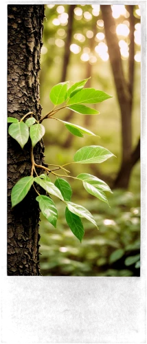 leaves frame,tree leaves,beech leaves,slippery elm,sapling,mountain alder,birch tree background,beech leaf,tree leaf,forest tree,forest dieback,leafed through,deciduous tree,depth of field,beech forest,branched,tilt shift,dry branch,branch,tree branch,Photography,Documentary Photography,Documentary Photography 03