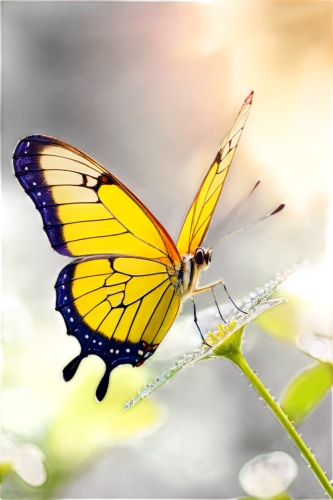 butterfly background,butterfly clip art,butterfly isolated,butterfly vector,blue butterfly background,isolated butterfly,yellow butterfly,glass wing butterfly,ulysses butterfly,viceroy (butterfly),hesperia (butterfly),swallowtail butterfly,butterfly,cupido (butterfly),butterfly on a flower,monarch butterfly,french butterfly,transparent background,butterfly day,flutter,Unique,Paper Cuts,Paper Cuts 08