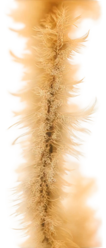 foxtail,dried grass,palm tree vector,feather bristle grass,spines,catkin,cattail,ostrich feather,chicken feather,dried plant,phragmite,phragmites,willow catkin,hare tail grasses,poaceae,strozzapreti,strands of wheat,seed-head,strand of wheat,fractalius,Photography,Artistic Photography,Artistic Photography 10