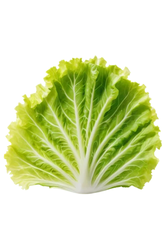 iceburg lettuce,ice lettuce,iceberg lettuce,chinese cabbage,leaf lettuce,romaine,romaine lettuce,head of lettuce,lettuce,pak-choi,cabbage leaves,lettuce leaves,cabbage,chinese celery,brassica,endive,chinese cabbage young,celtuce,patrol,savoy cabbage,Conceptual Art,Oil color,Oil Color 23