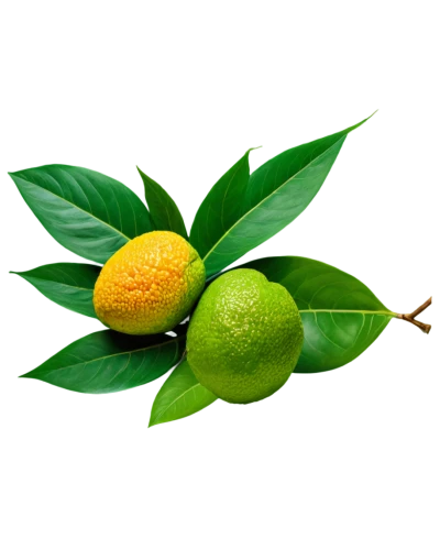 lemon background,limonana,lemon myrtle,persian lime,asian green oranges,bergamot,calamondin,valencia orange,lemon tree,spanish lime,guava,citrus plant,common guava,feijoa,kumquat,citrus,green oranges,citrus sinensis,lemon wallpaper,meyer lemon,Illustration,Realistic Fantasy,Realistic Fantasy 29