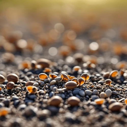 coffee grains,mustard seeds,mustard seed,coffee seeds,peppercorns,grass seeds,wild seeds,coffee beans,seeds,grains,bee eggs,sunflower seeds,seed,sprouted seeds,field of cereals,bee pollen,wheatberry,soybean oil,roasted coffee beans,soybeans,Photography,General,Realistic