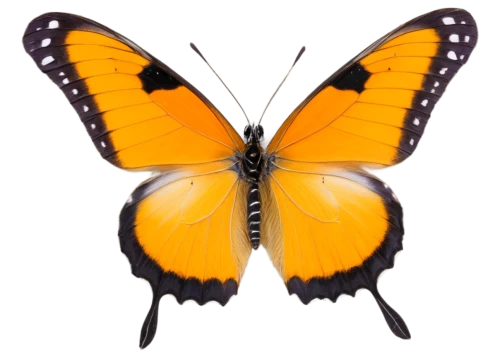 butterfly vector,euphydryas,orange butterfly,butterfly clip art,viceroy (butterfly),hesperia (butterfly),coenonympha tullia,vanessa (butterfly),vanessa atalanta,brush-footed butterfly,coenonympha,melitaea,gatekeeper (butterfly),scotch argus,butterfly isolated,lycaena,lycaena phlaeas,polygonia,lepidoptera,butterfly background,Illustration,Black and White,Black and White 10