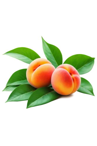 apricots,apricot,calamondin,kumquat,mandarins,nectarines,growing mandarin tree,kumquats,apricot kernel,mango,loquat,valencia orange,peaches,tangerine fruits,peach tree,tangerine tree,nectarine,peach palm,mandarin,syzygium,Illustration,Japanese style,Japanese Style 12