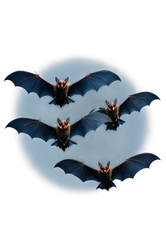 bats,bat,megabat,bat smiley,fruit bat,tropical bat,little red flying fox,pipistrelles,vampire bat,flying fox,lantern bat,halloween icons,hanging bat,pterodactyls,swarms,swifts,batrachian,cynosbatos,halloween pumpkin gifts,halloween silhouettes,Illustration,Black and White,Black and White 27