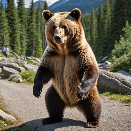 brown bear,grizzly bear,nordic bear,cute bear,brown bears,great bear,grizzly,bear kamchatka,bear,bear market,grizzlies,scandia bear,kodiak bear,grizzly cub,bear guardian,american black bear,left hand bear,bears,bear cub,bear teddy,Photography,General,Realistic