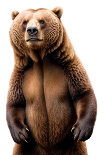 nordic bear,slothbear,kodiak bear,bear,cute bear,brown bear,great bear,grizzly,scandia bear,grizzly bear,bear kamchatka,bear teddy,bear market,left hand bear,bears,sun bear,bear guardian,grizzlies,big bear,strohbär,Art,Classical Oil Painting,Classical Oil Painting 32