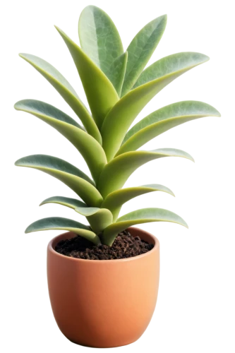 potted palm,potted plant,money plant,pineapple plant,houseplant,pot plant,rank plant,plant pot,androsace rattling pot,container plant,indoor plant,dark green plant,sansevieria,succulent plant,plant,polka plant,thick-leaf plant,green plant,monocotyledon,oil-related plant,Art,Classical Oil Painting,Classical Oil Painting 10