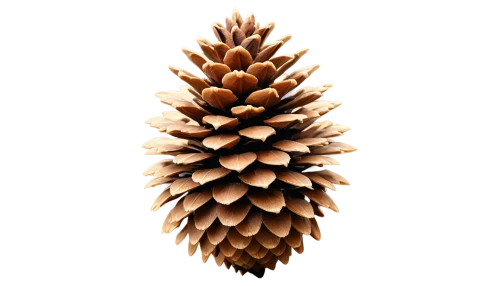 conifer cone,fir cone,pine cone,conifer cones,pine cone pattern,pinecone,pine cones,spruce cones,pinecones,douglas fir cones,nordmann fir,fir needles,pine flower,conifer,cones,cone,fir branch,silvertip fir,araucaria,pinus,Conceptual Art,Fantasy,Fantasy 02