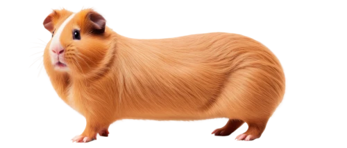 guineapig,capybara,guinea pig,gerbil,aardvark,pig,ham,hamster,boar,babi panggang,animal mammal,cynthia (subgenus),przewalski,suckling pig,guinea pigs,long hair chihuahua,fatayer,cavy,mini pig,mouse bacon,Art,Classical Oil Painting,Classical Oil Painting 17