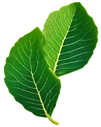 fig leaf,walnut leaf,mape leaf,tropical leaf,fan leaf,custody leaf,beech leaf,grape leaf,mammoth leaf,chestnut leaf,magnolia leaf,tree leaf,tropical leaf pattern,foliage leaf,leaf background,ginkgo leaf,lotus leaf,jungle leaf,leaf structure,aaa,Photography,Artistic Photography,Artistic Photography 13