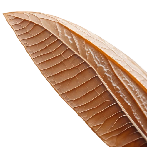 magnolia leaf,palm leaf,beech leaf,dried leaf,ginkgo leaf,dry leaf,chestnut leaf,tropical leaf,hawk feather,coconut leaf,walnut leaf,rainy leaf,acorn leaf,leaf structure,bird wing,skeleton leaf,brown leaf,leaf macro,autumn leaf paper,leaf branch,Art,Artistic Painting,Artistic Painting 29