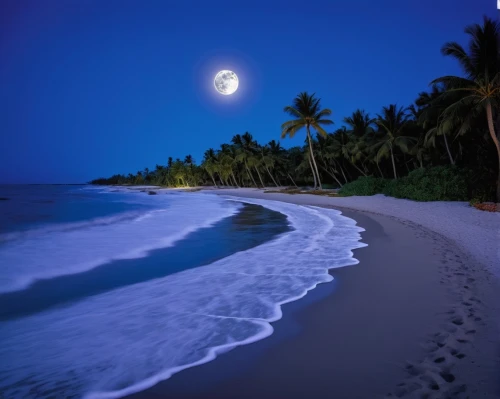 moonlit night,beach moonflower,beautiful beaches,moonlit,beautiful beach,dream beach,cook islands,night indonesia,coconut trees,moon at night,moonrise,moonlight,caribbean beach,moon photography,brazilian beach,maldive islands,coconuts on the beach,tropical beach,coconut palms,full moon,Photography,Documentary Photography,Documentary Photography 37