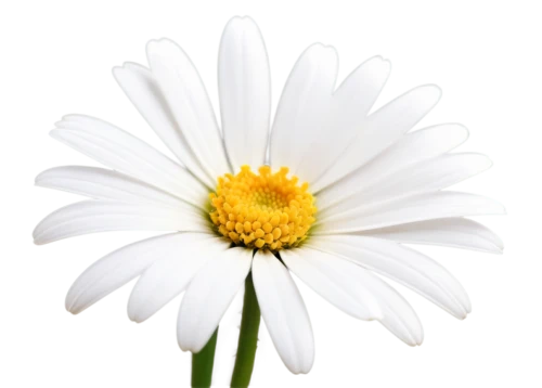 leucanthemum,marguerite daisy,shasta daisy,the white chrysanthemum,oxeye daisy,ox-eye daisy,leucanthemum maximum,white chrysanthemum,common daisy,flowers png,daisy flower,perennial daisy,marguerite,wood daisy background,south african daisy,white daisies,barberton daisy,mayweed,african daisy,bellis perennis,Unique,3D,Panoramic