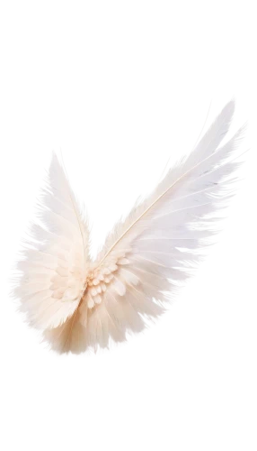 dove of peace,doves of peace,angel wing,peace dove,angel wings,white dove,white feather,winged,winged heart,bird png,wings,angelology,dove,white bird,bird wings,vintage angel,white eagle,angel figure,wing,love angel,Photography,Documentary Photography,Documentary Photography 14