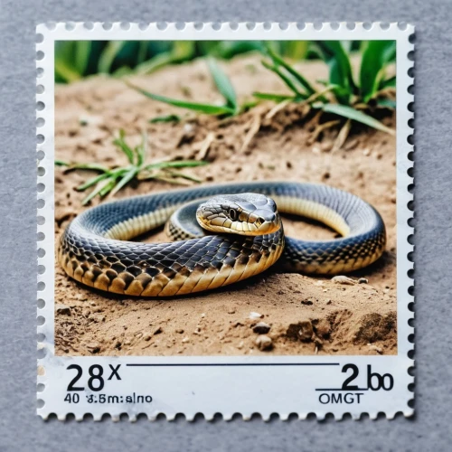 african house snake,red bellied black snake,lampropeltis,cobras,thamnophis,reticulatus,pythons,kingsnakes,venomous snake,grass snake,nonvenomous,sri lanka,marginatus,postage stamps,marmoratus,king cobra,copelatus,pointed snake,ramphotyphlops,nebria,Photography,General,Realistic