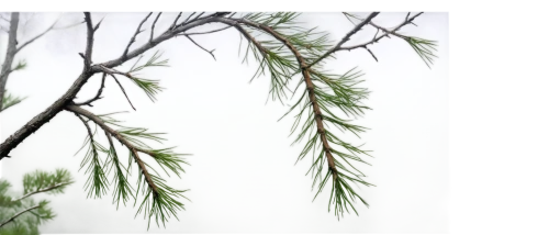 metasequoia,pine tree branch,pine needle,pine branches,tamarisk,fir-tree branches,eastern hemlock,branchlets,pine branch,background bokeh,fir needles,casuarina,ailanthus,larch discoloration,pine tree,cupressus,pine trees,cryptomeria,spruce needles,vachellia,Illustration,American Style,American Style 07