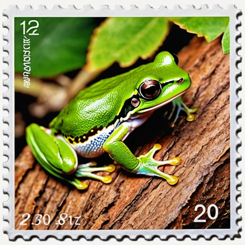 eastern dwarf tree frog,red-eyed tree frog,litoria caerulea,treefrog,litoria fallax,coral finger tree frog,tree frog,green frog,cuban tree frog,common frog,eastern sedge frog,tree frogs,litoria,voigt,postage stamps,frog background,philately,green-tailed emerald,jazz frog garden ornament,greenmail,Photography,General,Realistic