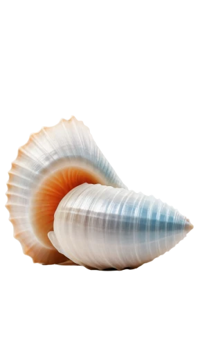 blue sea shell pattern,sea shell,spiny sea shell,seashell,shell,anago,sea snail,clam shell,chambered nautilus,beach shell,marine gastropods,scallop,nautilus,watercolor seashells,whelk,bivalve,clam,conch shell,mollusk,seashells,Photography,Documentary Photography,Documentary Photography 20