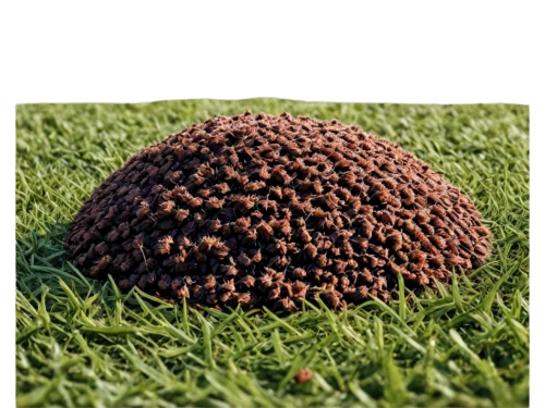 brigadeiros,insect ball,grass golf ball,dung,cobolli,ant hill,ragi,golf ball,golfball,kacang,rudraksha,anthill,acorn cluster,spherules,anti-cancer mushroom,tangela,caviglia,tartabull,coatepeque,acorn,Conceptual Art,Oil color,Oil Color 08