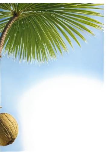 coconut tree,palm tree vector,coconut palm tree,coconut palm,coconut palms,coconut leaf,palmtree,coconut trees,coconut water,date palm,arecaceae,palmera,easter palm,fan palm,coconuts,palm tree,coconuts on the beach,wine palm,coconut fruit,washingtonia,Photography,Documentary Photography,Documentary Photography 22