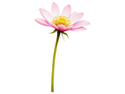 flowers png,dahlia pink,pink chrysanthemum,minimalist flowers,lotus png,korean chrysanthemum,gerbera flower,cosmos flower,artificial flower,gerbera,centaurium,anemone japonica,two-tone flower,flower background,single flower,lotus ffflower,chrysanthemum cherry,japanese anemone,flower illustrative,flower of dahlia,Photography,Documentary Photography,Documentary Photography 21