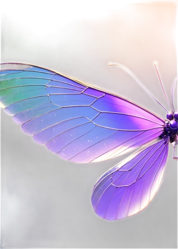 butterfly vector,butterfly background,glass wing butterfly,butterfly clip art,aurora butterfly,blue butterfly background,sky butterfly,cupido (butterfly),wing purple,hesperia (butterfly),large aurora butterfly,butterfly lilac,glass wings,flutter,butterfly,butterfly isolated,pink butterfly,faery,vanessa (butterfly),fairy,Conceptual Art,Fantasy,Fantasy 02