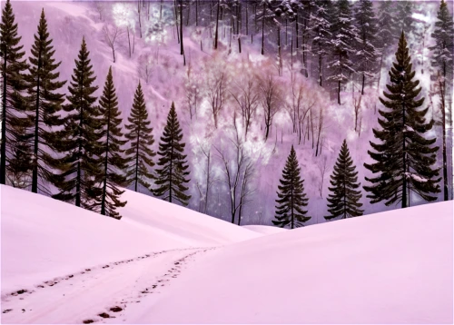 winter forest,winter background,snowy landscape,snow landscape,winter landscape,coniferous forest,christmas snowy background,snow scene,snow trail,fir forest,snow trees,snow in pine trees,northern black forest,winterland,snowfields,cauterets,ore mountains,vosges,jahorina,snow slope,Illustration,Black and White,Black and White 25