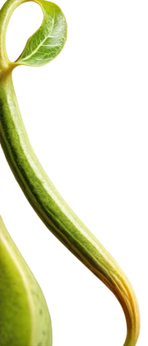 aloe vera leaf,aaaa,lime,limeade,chlorophyll,cleanup,olive oil,aloe,microalgae,cucumber,aaa,green pepper,bioethanol,green bell pepper,green wallpaper,lemon background,patrol,sliced lime,dew,limes,Conceptual Art,Sci-Fi,Sci-Fi 02
