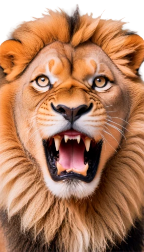 magan,tigon,lion,iraklion,panthera leo,leonine,goldlion,lionni,male lion,lion - feline,roaring,roar,lionnet,kion,lion white,skeezy lion,tigr,simha,tiger png,tigar,Conceptual Art,Daily,Daily 34