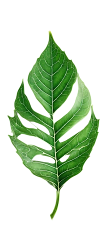 leaf background,tropical leaf,lotus leaf,coconut leaf,water lily leaf,spring leaf background,tree leaf,mape leaf,fern leaf,green leaf,magnolia leaf,mammoth leaf,bigleaf,jungle leaf,fan leaf,palm leaf,leaf structure,acorn leaf,leaf drawing,chestnut leaf,Illustration,Retro,Retro 13