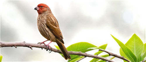 red-browed finch,red finch,red headed finch,house finch,male house finch,male finch,rosefinch,crimson finch,northern cardinal,java finch,scarlet honeyeater,red cardinal,cassin's finch,european finch,purple finch,carduelis carduelis,male northern cardinal,swee waxbill,common finch,lesser redpoll,Illustration,Vector,Vector 19