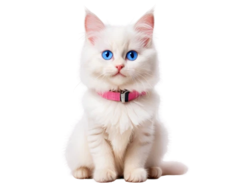 cat with blue eyes,white cat,blue eyes cat,doll cat,cute cat,cat on a blue background,snowbell,kittenish,pink cat,kittu,cat look,transparent background,cat vector,breed cat,ragdoll,cat kawaii,kittani,suri,pink background,suara,Conceptual Art,Graffiti Art,Graffiti Art 11
