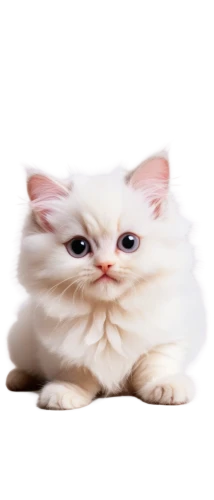 white cat,cat vector,cute cat,cat image,turkish angora,birman,breed cat,cats angora,mow,cartoon cat,scottish fold,cat,puss,transparent background,kurilian bobtail,funny cat,emogi,png transparent,turkish van,doll cat,Illustration,Abstract Fantasy,Abstract Fantasy 07