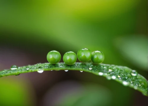 dewdrops,dewdrop,dew drops,dew drop,dew droplets,waterdrops,drops plant leaves,droplets,raindrop,garden dew,dew-drop,water drops,raindrops,waterdrop,rainwater drops,water droplets,droplet,smooth solomon's seal,drops of water,drops,Illustration,Japanese style,Japanese Style 16
