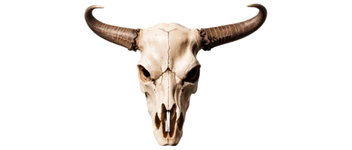 cattle skull,tribal bull,taurus,cow skull,horns cow,cow horned head,longhorn,odocoileus,watusi cow,animal skull,bos taurus,horns,aurochs,tanox,bull,cowboy bone,deer bull,venado,gnus,ox,Photography,Documentary Photography,Documentary Photography 31