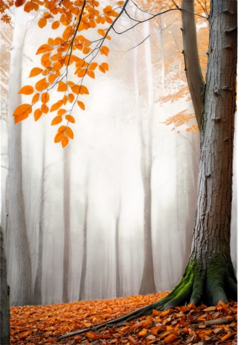 autumn forest,germany forest,autumn background,beech forest,deciduous forest,beech trees,autumn fog,foggy forest,mixed forest,autumn morning,beech leaves,autumn scenery,autumn walk,autumn idyll,just autumn,forest landscape,autumn tree,late autumn,forestland,autumn frame,Conceptual Art,Daily,Daily 34