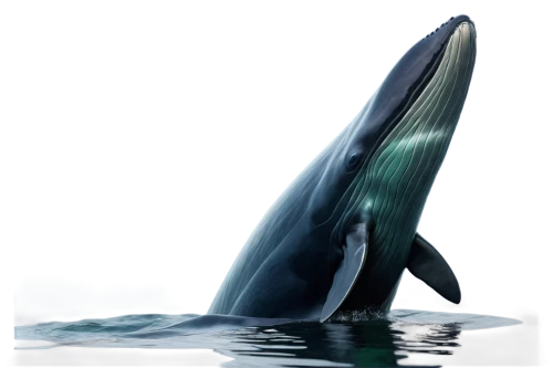 blue whale,baleen,humpback whale,whale,dorsal fin,humpbacks,humpback,macrocephalus,baleine,whaling,kasatka,whale tail,ballenas,whales,megalops,balaenoptera,tilikum,whalin,cetacea,cetacean,Illustration,Black and White,Black and White 27