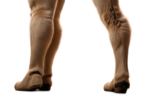 tibialis,gastrocnemius,fasciae,osteoarthritis,biomechanically,calves,vastus,leg bone,adductor,dorsiflexion,hindlimb,forelimb,quadriceps,popliteal,hindquarters,navicular,hindfeet,hindlegs,foreleg,thighbone,Conceptual Art,Sci-Fi,Sci-Fi 18