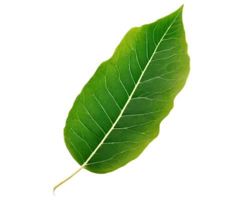 walnut leaf,magnolia leaf,mape leaf,tropical leaf,tree leaf,custody leaf,bay-leaf,chestnut leaf,fig leaf,leaf background,jungle leaf,beech leaf,leaf,mammoth leaf,fan leaf,bay leaf,foliage leaf,brown leaf,coconut leaf,acorn leaf,Art,Artistic Painting,Artistic Painting 24