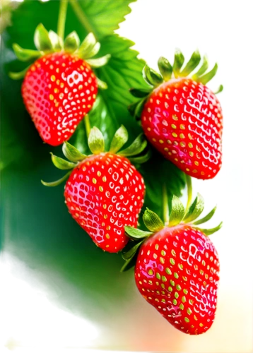 strawberry ripe,strawberry plant,strawberries,alpine strawberry,strawberry,red strawberry,strawberry flower,virginia strawberry,mock strawberry,salad of strawberries,berry fruit,fresh berries,strawberries falcon,berries,edible fruit,strawberry tree,red berry,mollberry,strawberries in a bowl,johannsi berries,Conceptual Art,Oil color,Oil Color 23